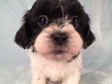 Female Shih Tzu Bichon Puppy|Iowa Breeder with puppies for sale